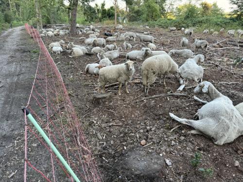 Schapen 